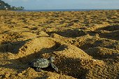 Newborn Pacific ridley sea turtle crawling in sand