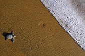 Newborn Pacific ridley sea turtle crawling in sand