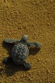 Newborn Pacific ridley sea turtle crawling in sand