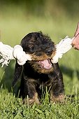 Master stimulating his Wire-haired Dachshund puppy with toy ; Toy : Rope Knots toy
