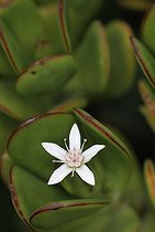 Fleur de Plante Jade Maroc