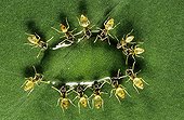 Ants feeding on a nectar drop Nicaragua