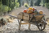 Harvest of pumpkins in a wheelbarrow in autumn