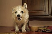 Male cross dog growling aggressively