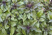 Sweet basil 'Réglisse' at the garden La ferme aux basilics