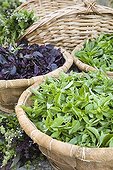 Sweet basils assortment at the garden La ferme aux basilics