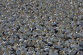 Colony of Cape Gannets South Africa ; Bird Island, Lamberts Bay.