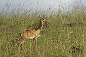 Oribi Masai Mara Reserve Kenya 