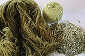 Hank of Sheep wool dyed craftsmen and Reseda