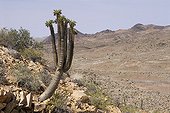 Elephant's trunk in Richtersveld desert South Africa
