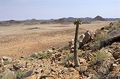 Elephant's trunk in Richtersveld desert South Africa