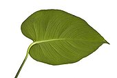 Anthurium leaf in studio