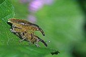 Weevils mating on a leaf France