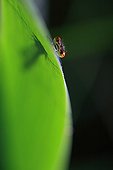 Damselfly hiding behind a leaf France