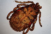 American dog tick under microscope ; Lighting in polarized light with blade compensatory gypsum and mica, magnification x 20