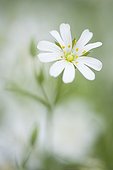 Greater stitchwort in bloom Germany