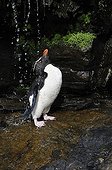 Western Rockhopper Penguin Falkland Islands