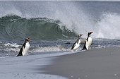 Gentoo Penguin Sea Lion Island Falkland Islands