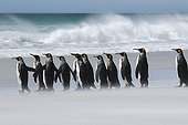King Penguin Falkland Islands Volunteer Point