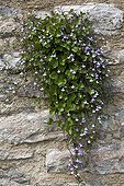 Kenilworth Ivy blooming on an old wall Bourgogne