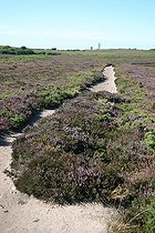 Sentier de randonnée dans la lande du Cap Fréhel France