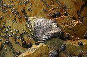 Pacific oyster and other shells on a rock France