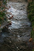 Sentier couvert de toiles d'araignées sur la lande France