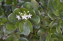 Crassula Plante dépolluante de la maison France ; Serres tropicales de Sens