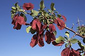 Purple pod Terminalia Flowers Damaraland Namibia 