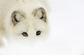 Portrait of an Arctic fox searching for food