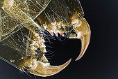 Details of the chelicer of a spider under a microscope ; Lighting in clear bottom, magnified x 50. 