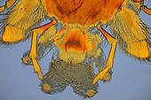 Mouthpieces of a wasp under microscope  ; Lighting in clear bottom, magnification x 50.