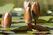 Green frog under a sheet of water lily