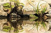 Green frog in a pond garden Vaucluse France