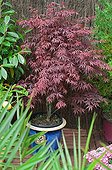 Japanese maple 'Atropurpureum' on a garden terrace