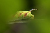 Lime Hawk-moth caterpillar in fall Dordogne