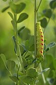 Lime Hawk-moth caterpillar camouflaged on a rod France