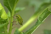 Bedbug climbing on a Datura leaf in summer Dordogne