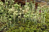 Cup lichen with spores dissemination on a deadwood