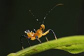 Young or larva Bedbug on a leaf Sumatra Indonesia