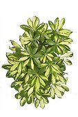 Foliage Schefflera 