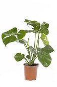 Philodendron in flowerpot 