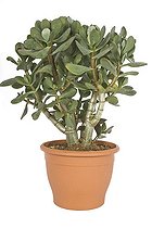 Crassula en pot
