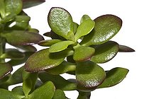 Arbre de jade