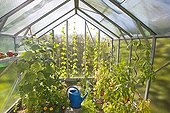 Tomatoes and watering in a greenhouse garden