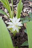 Curcuma plant in bloom