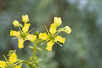 Common Rue in bloom