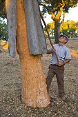 Harvesting cork Badajoz Extremadura Spain 