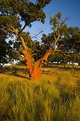 Cork oak after harvest Badajoz Extremadura Spain 