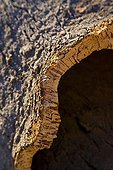 Cork Oak bark Badajoz Extremadura Spain 